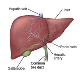 A diagram of the parts of the liver