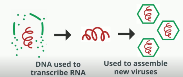 A diagram that describes how DNA is used to transcribe RNA, which is used to assemble new viruses