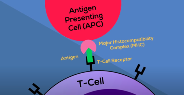 A diagram that shows an antigen attaching to a T cell