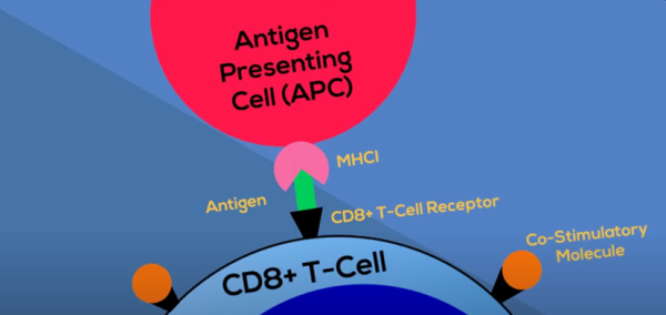 A diagram showing an antigen attaching to a CD8+ T cell