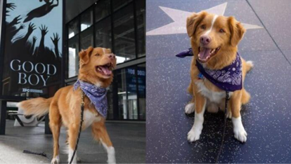 'Good Boy' Film Star Makes History