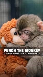 All About Punch: The Monkey that Stole America’s Heart